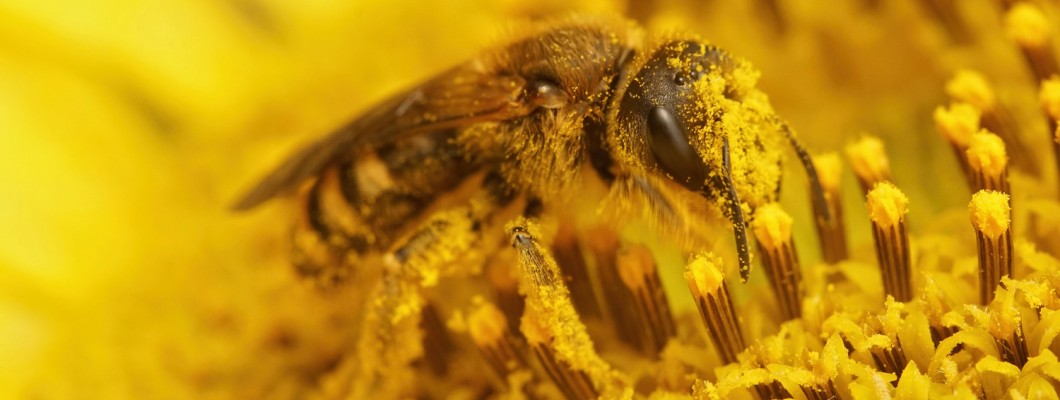Bee pollen Benfits